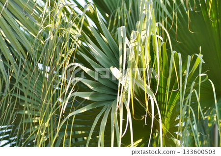 Fan Palm , Livistona chinensis or arecaceae or Corypha Umbraculifera L or palm tree or palmae or Talipot Palm Fan Palm , Livistona chinensis or arecaceae or Corypha Umbraculifera L or palm tree or palmae or Talipot Palm 133600503