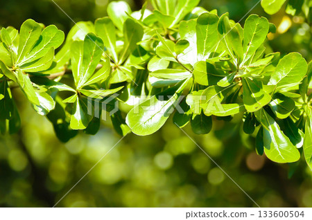 Black afara, combretaceae or Ivory Coast almond or Terminalia ivorensis Black afara, combretaceae or Ivory Coast almond or Terminalia ivorensis 133600504