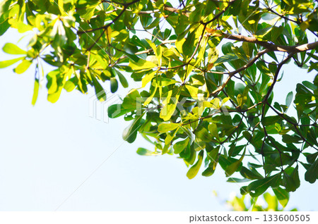 Black afara, combretaceae or Ivory Coast almond or Terminalia ivorensis Black afara, combretaceae or Ivory Coast almond or Terminalia ivorensis 133600505