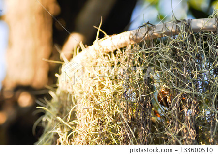 Tillandsia usneoides ,Spanish moss or BROMELIACEAE 133600510