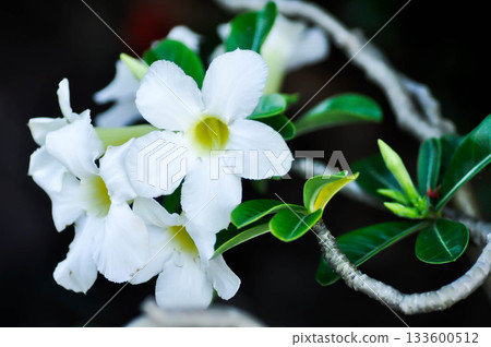 Adenium obesum , Desert rose or Mock Azalea or bignonia or Impala lily or APOCYNACEAE or white Adenium Adenium obesum , Desert rose or Mock Azalea or bignonia or Impala lily or APOCYNACEAE or white Adenium 133600512