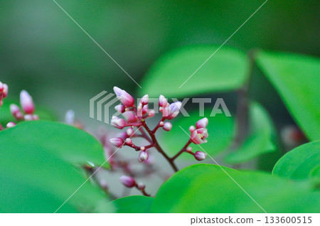 Averrhoa carambola  L, Averrhoaceae or  Carambola or  Oxalidaceae or Star Apple flower or Star Fruit with flowers 133600515