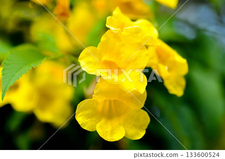 Trumpet vine, Yellow bell or Yellow elder or Tecoma stans and yellow flower Trumpet vine, Yellow bell or Yellow elder or Tecoma stans and yellow flower 133600524