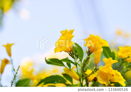 Trumpet vine, Yellow bell or Yellow elder or Tecoma stans and yellow flower Trumpet vine, Yellow bell or Yellow elder or Tecoma stans and yellow flower 133600526