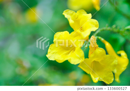Trumpet vine, Yellow bell or Yellow elder or Tecoma stans and yellow flower 133600527