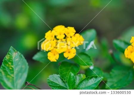 Lantana camara L, Cloth of gold or Hedge flower or Lantana or Weeping lantana or White sage or VERBENACEAE or yellow flower Lantana camara L, Cloth of gold or Hedge flower or Lantana or Weeping lantana or White sage or VERBENACEAE or yellow flower 133600530