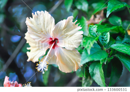 Chinese rose or Hibiscus or Hibiscus rosa sinensis or Hibisceae or Malvaceae , white hibiscus or cream hibiscus 133600531