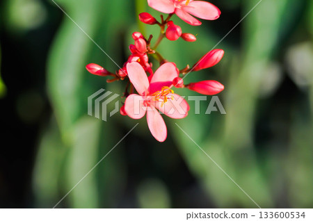 Cotton leaved jatropha, EUPHORBIACEAE or Jatropha integerrima or Jatropha integerrima Jacq or Peregrina or Spicy jatropha 133600534