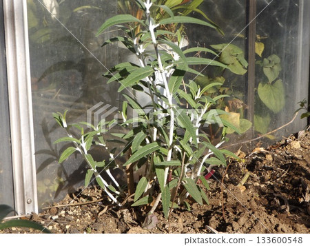 Salvia leicantha after flowering Salvia leicantha after flowering 133600548