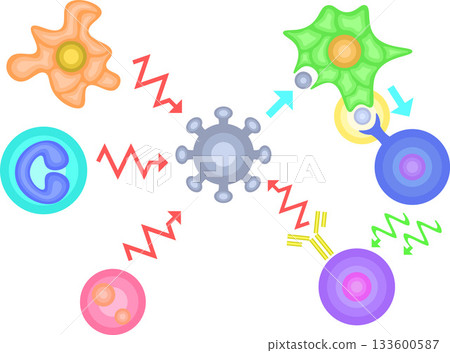 無背景的先天免疫與適應性免疫示意圖 133600587