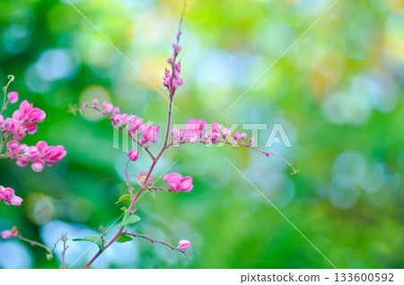 Antigonon leptopus , Coral vine or Mexican creeper or Chain of love or Pink vine or Honolulu Creeper or POLYGONACEAE or pink flowers Antigonon leptopus , Coral vine or Mexican creeper or Chain of love or Pink vine or Honolulu Creeper or POLYGONACEAE or pink flowers 133600592