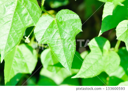 Fetid passionflower, foetida or Medthai, Passiflora or Passiflora foetida L or PASSIFLORACEAE Fetid passionflower, foetida or Medthai, Passiflora or Passiflora foetida L or PASSIFLORACEAE 133600593