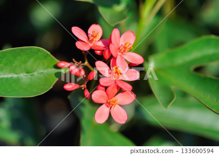 Cotton leaved jatropha, EUPHORBIACEAE or Jatropha integerrima or Jatropha integerrima Jacq or Peregrina or Spicy jatropha 133600594