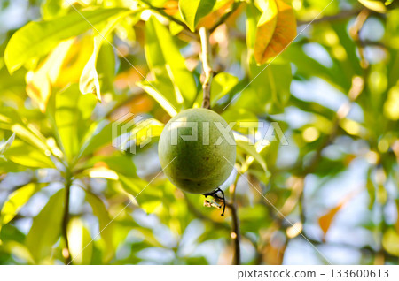 Cerbera Odollam Gaertn or Apocynaceae or pong pong and seed or product 133600613