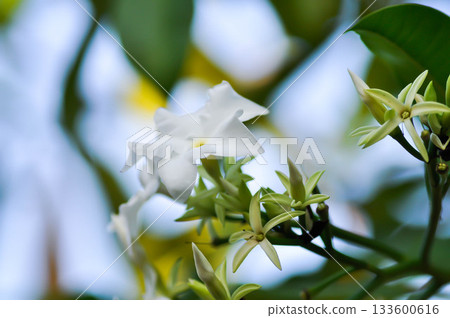 Cerbera Odollam Gaertn or Apocynaceae , white flower and sky 133600616