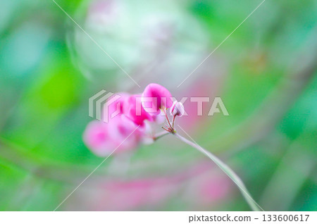 Antigonon leptopus , Coral vine or Mexican creeper or Chain of love or Pink vine or Honolulu Creeper or POLYGONACEAE or pink flowers 133600617