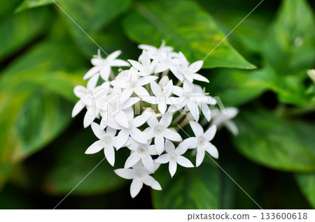 Pentas lanceolata , Egyptian star cluster or RUBIACEAE or Egyptian starcluster or Starflower or White Egyptian starcluster flowers Pentas lanceolata , Egyptian star cluster or RUBIACEAE or Egyptian starcluster or Starflower or White Egyptian starcluster flowers 133600618