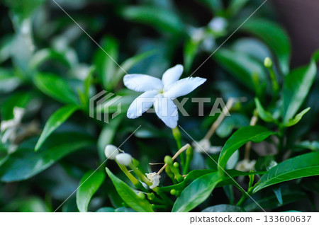 Gardenia or white flowers 133600637