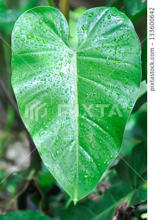 Philodendron erubescens K Koch and Augustin or Philodendron erubescens , Philodendron and rain drop or leaf 133600642