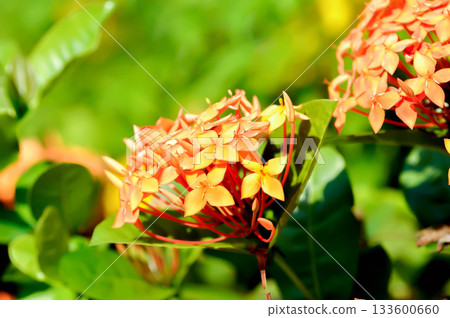 Ixora chinensis Lamk, Ixora spp or Zephyranthes or West Indian Jasmine and orange flower 133600660