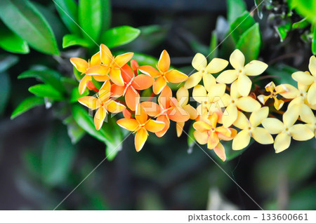 Ixora chinensis Lamk, Ixora spp or Zephyranthes or West Indian Jasmine and orange flower and yellow flower Ixora chinensis Lamk, Ixora spp or Zephyranthes or West Indian Jasmine and orange flower and yellow flower 133600661