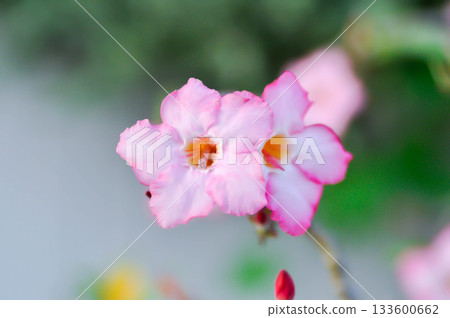 Adenium obesum , Desert rose or Mock Azalea or bignonia or Impala lily or APOCYNACEAE or pink Adenium Adenium obesum , Desert rose or Mock Azalea or bignonia or Impala lily or APOCYNACEAE or pink Adenium 133600662