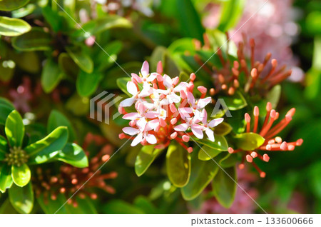 Ixora chinensis Lamk, Ixora spp or Zephyranthes or West Indian Jasmine or pink ixora Ixora chinensis Lamk, Ixora spp or Zephyranthes or West Indian Jasmine or pink ixora 133600666