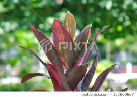 ASPARAGACEAE, Cabbage palm or  Cordyline or Cordyline fruticosa or Daengsiam or Dracaena Palm or Good luck plant or Ti plant or red plant 133600667