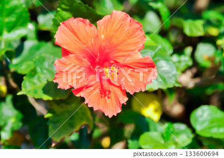 Chinese rose or Hibiscus or Hibiscus rosa sinensis or Hibisceae or Malvaceae , red hibiscus flower Chinese rose or Hibiscus or Hibiscus rosa sinensis or Hibisceae or Malvaceae , red hibiscus flower 133600694