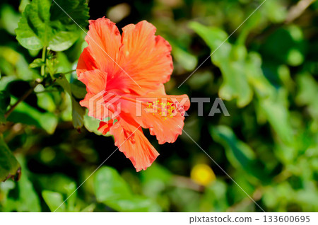 Chinese rose or Hibiscus or Hibiscus rosa sinensis or Hibisceae or Malvaceae , red hibiscus flower 133600695