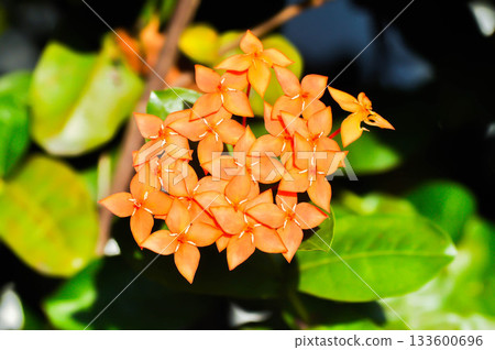 Ixora chinensis Lamk, Ixora spp or Zephyranthes or West Indian Jasmine and orange flower 133600696