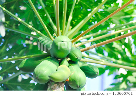 papaya , Carica papaya L or Papaya tree or Melan Tree or Paw Paw or CARICACEAE or papaya on the tree 133600701