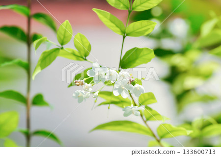 Wrightia religiosa ,APOCYNACEAE with white flower Wrightia religiosa ,APOCYNACEAE with white flower 133600713
