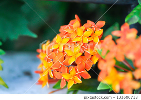 Ixora chinensis Lamk, Ixora spp or Zephyranthes or West Indian Jasmine and orange flower Ixora chinensis Lamk, Ixora spp or Zephyranthes or West Indian Jasmine and orange flower 133600718