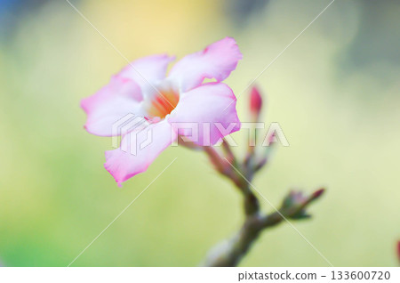 Adenium obesum , Desert rose or Mock Azalea or bignonia or Impala lily or APOCYNACEAE or pink Adenium Adenium obesum , Desert rose or Mock Azalea or bignonia or Impala lily or APOCYNACEAE or pink Adenium 133600720
