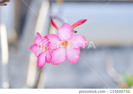 Adenium obesum , Desert rose or Mock Azalea or bignonia or Impala lily or APOCYNACEAE or pink Adenium 133600730