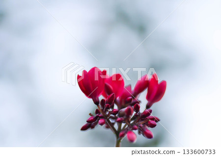 Cotton leaved jatropha, EUPHORBIACEAE or  Jatropha integerrima or  Jatropha integerrima Jacq or Peregrina or Spicy jatropha or pink flower or fuchsia flower 133600733