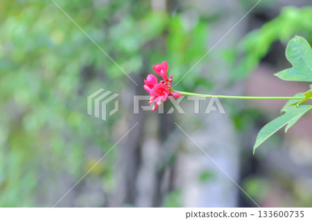 Cotton leaved jatropha, EUPHORBIACEAE or Jatropha integerrima or Jatropha integerrima Jacq or Peregrina or Spicy jatropha or pink flower or fuchsia flower Cotton leaved jatropha, EUPHORBIACEAE or Jatropha integerrima or Jatropha integerrima Jacq or Peregrina or Spicy jatropha or pink flower or fuchsia flower 133600735