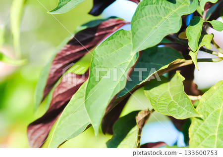 Picara,Excoecaria cochinchinensis Lour or EUPHORBIACEAE or bicolor plant 133600753