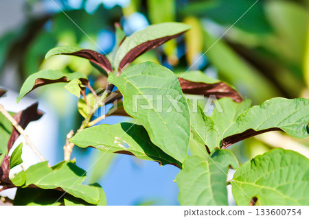 Picara,Excoecaria cochinchinensis Lour or EUPHORBIACEAE or bicolor plant 133600754