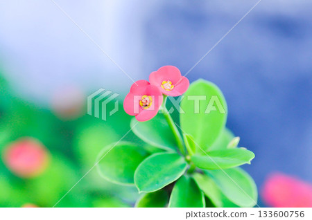 Christ Thorn, Euphorbia milii or Euphorbiaceae or Euphorbia milii Des Moul or Crown of thorns or Christ thorn or pink flower 133600756