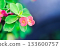 Christ Thorn, Euphorbia milii or Euphorbiaceae or Euphorbia milii Des Moul or Crown of thorns or Christ thorn or pink flower 133600757