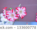 Adenium obesum , Desert rose or Mock Azalea or Pink bignonia or Impala lily or APOCYNACEAE or red and white flower 133600778