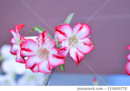 Adenium obesum , Desert rose or Mock Azalea or Pink bignonia or Impala lily or APOCYNACEAE or red and white flower Adenium obesum , Desert rose or Mock Azalea or Pink bignonia or Impala lily or APOCYNACEAE or red and white flower 133600778