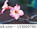 Adenium obesum , Desert rose or Mock Azalea or bignonia or Impala lily or APOCYNACEAE or pink Adenium 133600780
