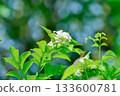 Andaman Satinwood, China Box Tree or Chinese Box wood or Orange Jessamine or rutaceae or Murraya paniculata and white flowers 133600781
