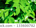 Andaman Satinwood, China Box Tree or Chinese Box wood or Orange Jessamine or rutaceae or Murraya paniculata plant 133600782