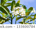frangipani, frangipani flower or pagoda tree or temple tree with fowers or white flower 133600784