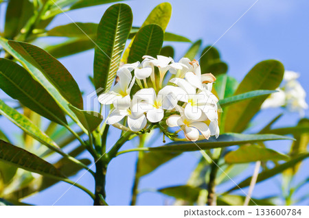 frangipani, frangipani flower or pagoda tree or temple tree with fowers or white flower 133600784
