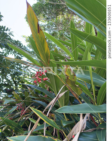 月亮桃果實 月亮桃果實 133600851